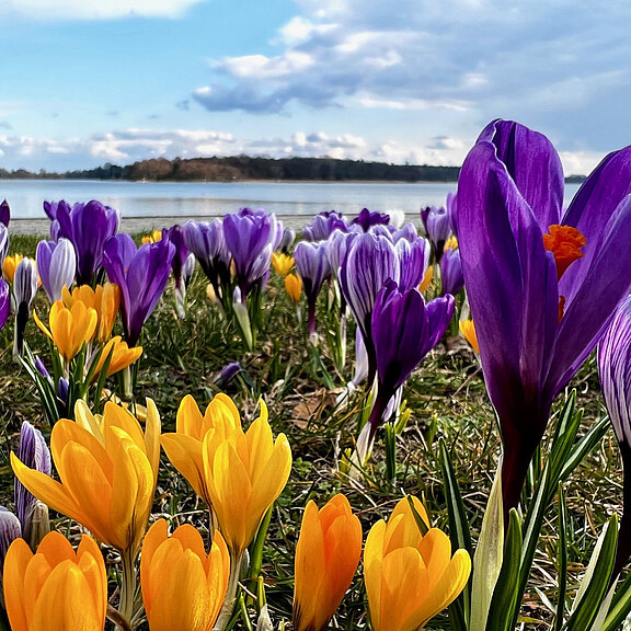 Ein blühendes Feld mit lila und gelben Krokussen vor einem ruhigen Gewässer. Im Hintergrund sind sanfte Hügel und ein bewölkter Himmel zu sehen. Die Farben der Blumen bilden einen schönen Kontrast zur Umgebung.