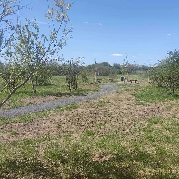 Schmaler Kiesweg schlängelt sich durch eine offene Wiesenlandschaft mit jungen Bäumen und Büschen. Rechts steht eine Bank neben einem Mülleimer. Heller Himmel, ruhige Parkszene.