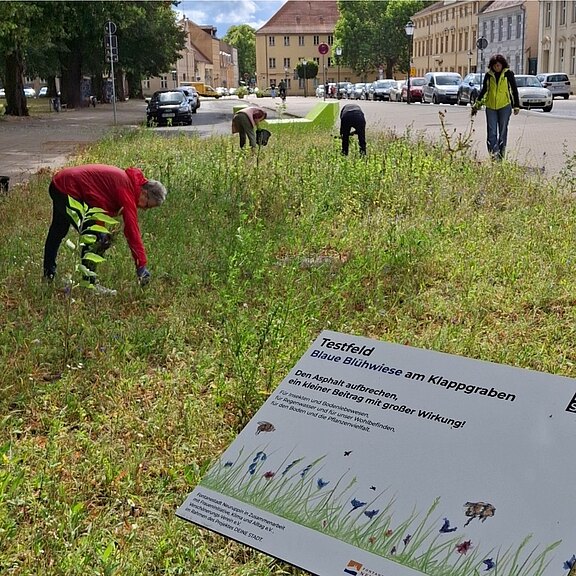 Mehrere Personen pflegen eine städtische Grünfläche am Straßenrand; sie jäten und pflanzen auf einer Wiese. Im Vordergrund informiert ein Schild über das Testfeld Blaue Blühwiese am Klappgraben als Beitrag zum Artenschutz. Häuser und Verkehr im Hintergrund.