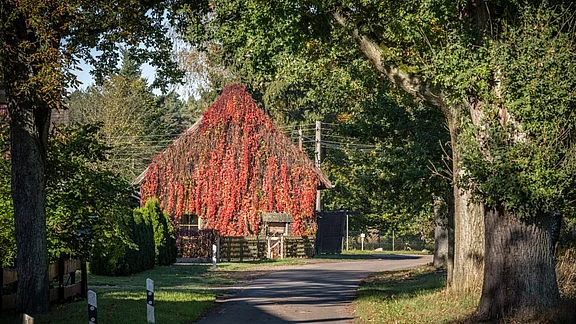 Ein altes, mit roten Blättern bewachsenes Haus steht am Rand einer Straße, umgeben von Bäumen und Sträuchern. Die Sonne scheint, und die Landschaft wirkt ruhig und ländlich. Der Weg führt sanft am Gebäude vorbei, das die Farben des Herbstes widerspiegelt.