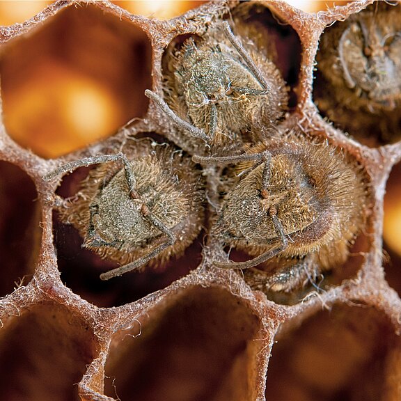 Makroaufnahme offener Honigwaben mit mehreren nahezu geschlüpften Bienenpuppen. In den sechseckigen Zellen liegen behaarte junge Bienen dicht beieinander; Köpfe und Fühler sind erkennbar, dünne Wachsränder umgeben sie.