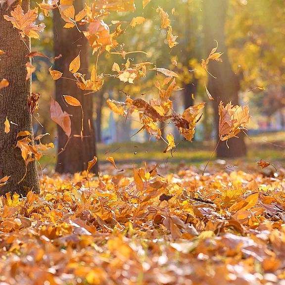 Goldenes Herbstlaub wirbelt im Wind durch einen sonnigen Park und bedeckt den Boden; warmes Licht fällt zwischen Baumstämmen.