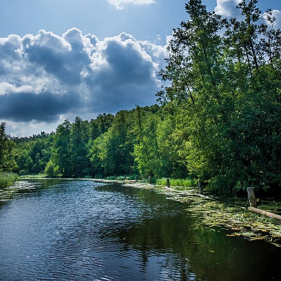 Ruhiger Fluss windet sich durch dichten Wald; dunkles Wasser, Seerosen und Schilf am Ufer. Dramatische Wolken, Sonnenlicht bricht durch.