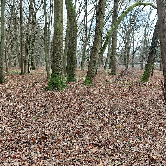 Ein ruhiger Wald mit hohen Bäumen ohne Blätter, umgeben von braunen, verwelkten Laub. Der Boden ist bedeckt mit trockenen Blättern, und die Umgebung wirkt ruhig und friedlich. In der Ferne sind schwach erkennbare Strukturen, möglicherweise Gebäude.