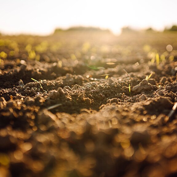 Nahaufnahme eines frisch geackerten Feldes mit feuchter Erde und vereinzelten grünen Trieben, im warmen Gegenlicht der tief stehenden Sonne. Symbolisiert Keimung und landwirtschaftlichen Neubeginn im Frühling.