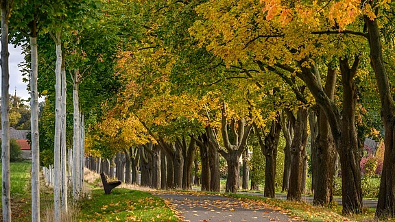 Eine malerische Allee mit hohen Bäumen in herbstlichen Farben, die von einem schmalen Weg flankiert wird. Die Blätter leuchten in Gelb- und Orangetönen, während einige bereits auf den Boden gefallen sind. Ein ruhiger, einladender Ort, ideal zum Spazierengehen.