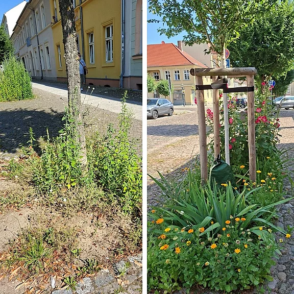 Zweiteiliges Bild: links ein ungepflegtes Baumscheibenbeet mit vertrocknetem Boden und Unkraut an einer Kopfsteinpflasterstraße; rechts ein gepflegtes, bepflanztes Baumscheibenbeet um einen jungen Baum mit Stützrahmen, grünen Stauden und gelben Blüten. Zeigt Unterschied zwischen Vernachlässigung und gärtnerischer Pflege im Straßenraum.
