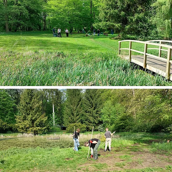 Zweiteiliges Foto: In einer grünen Parklandschaft mit Teich und Steg arbeiten mehrere Personen mit Rechen und Stangen. Sie räumen oder pflegen das Ufer, offenbar eine Naturschutz‑ oder Instandhaltungsaktion am Biotop.