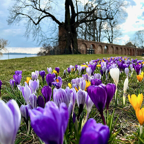 Ein blühendes Feld aus Krokussen in verschiedenen Farben – Violett, Weiß und Gelb – auf grünem Gras. Im Hintergrund steht ein Baum und ein historischer Mauerabschnitt entlang eines Gewässers, unter einem bewölkten Himmel.