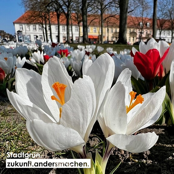 Ein blühendes Tulpenfeld mit weißen und roten Tulpen. Die weißen Blüten zeigen leuchtende gelbe Staubfäden. Im Hintergrund sind weitere Tulpen und einige Gebäude sichtbar, die auf einen sonnigen Frühlingstag hinweisen. Der Schriftzug "stadt.tun zukunft.andersmachen" ist am unteren Bildrand platziert.