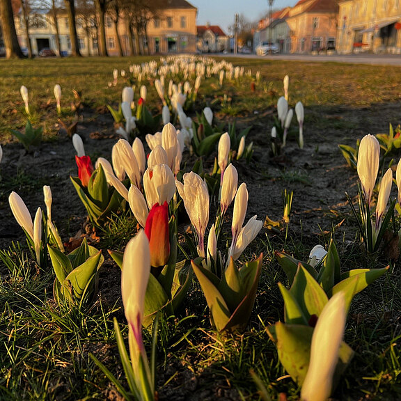 Ein Blumenbeet im Freien zeigt eine Gruppe von Krokussen in Weiß und Rot, die durch das Gras wachsen. Die Blüten stehen in zwei Reihen und wiesen einen sanften, warmen Lichtschein auf, während Häuser im Hintergrund angedeutet sind.