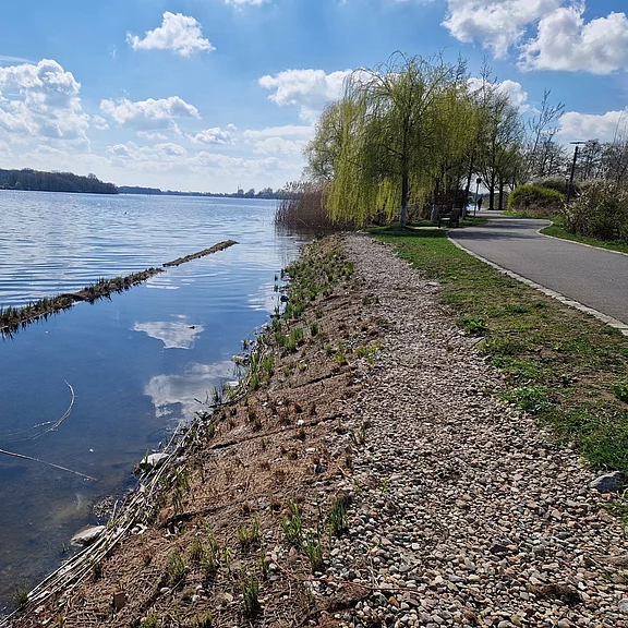 Uferweg an einem ruhigen See, Kiesstrand und junge Schilfpflanzen. Spiegelndes Wasser unter blauem Himmel. Rechts ein geschwungener asphaltierter Weg mit Weiden und anderen Bäumen entlang des Ufers.