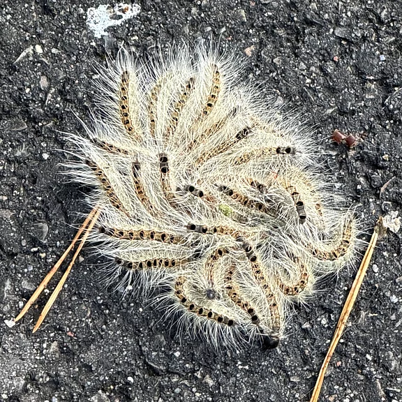 Ballen aus vielen haarigen, gelb-schwarz gestreiften Raupen, dicht zusammengedrängt zu einer flauschigen Masse auf dunklem Asphalt. Die Tiere liegen eng beieinander und bilden eine runde Ansammlung.