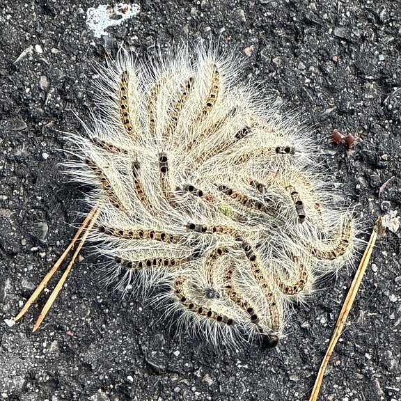 Ballen aus vielen haarigen, gelb-schwarz gestreiften Raupen, dicht zusammengedrängt zu einer flauschigen Masse auf dunklem Asphalt. Die Tiere liegen eng beieinander und bilden eine runde Ansammlung.
