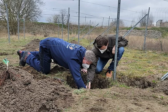 Zwei Personen knien auf einer Wiese und setzen gemeinsam einen jungen Baum in ein ausgehobenes Loch – gemeinsames Bäumepflanzen im Freien.