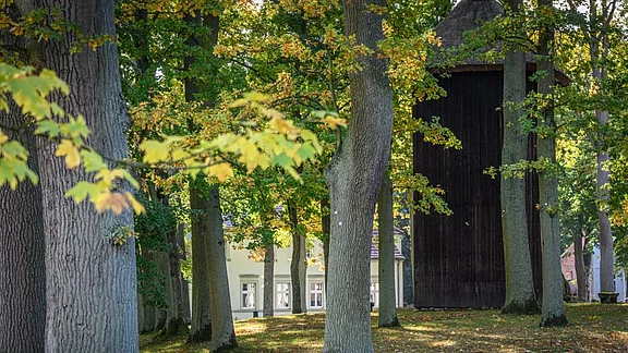 Ein Blick auf einen Wald mit hohen Bäumen, deren Blätter im Herbst leuchten. Im Hintergrund steht ein schwarzes Holzgebäude, das zwischen den Bäumen sichtbar ist. Das Licht fällt sanft auf den Boden, und eine ruhige Atmosphäre herrscht insgesamt.