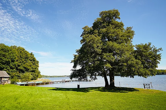 Großer schattenspendender Baum auf grüner Wiese am Seeufer, daneben ein langer Holzsteg, der ins ruhige Wasser führt. Links ein Waldsaum, darüber blauer Himmel mit leichten Wolken. Sommerliche, ruhige Landschaft, geeignet zum Spazieren oder Baden.