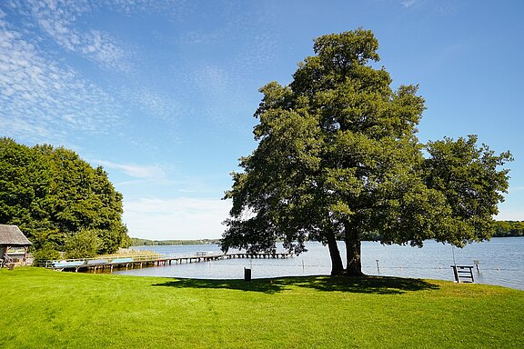 Großer schattenspendender Baum auf grüner Wiese am Seeufer, daneben ein langer Holzsteg, der ins ruhige Wasser führt. Links ein Waldsaum, darüber blauer Himmel mit leichten Wolken. Sommerliche, ruhige Landschaft, geeignet zum Spazieren oder Baden.