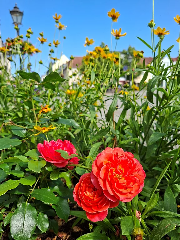 Nahaufnahme zweier leuchtend orange-roter Rosen im Beet, umgeben von gelb blühenden Stauden. Im Hintergrund unscharfe Häuser und Straße unter blauem Himmel; Fokus liegt auf den Blüten im Vordergrund.