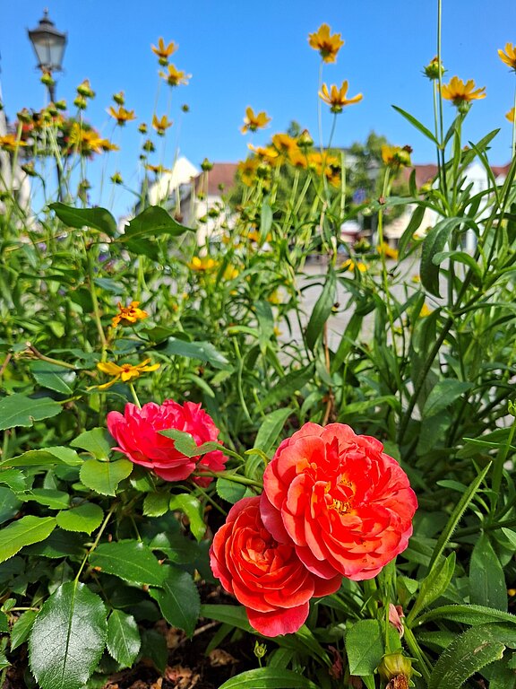 Nahaufnahme zweier leuchtend orange-roter Rosen im Beet, umgeben von gelb blühenden Stauden. Im Hintergrund unscharfe Häuser und Straße unter blauem Himmel; Fokus liegt auf den Blüten im Vordergrund.