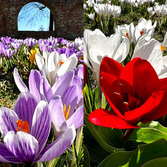 Nahaufnahme von Frühlingsblumen: links Teppich aus lila und weißen Krokussen; rechts einzelne rote Tulpe zwischen weißen Krokussen. Sonnig, bodennahe Perspektive, intensives Farbspiel.