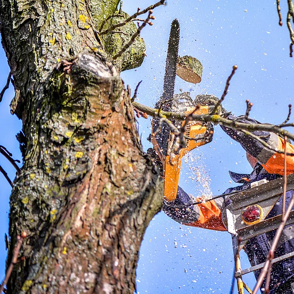 Arbeiter in Schutzkleidung sägt mit einer Motorsäge einen Ast von einem Baum; Sägespäne fliegen, Blick von unten gegen den blauen Himmel.