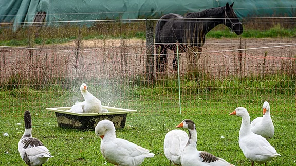 Eine Gruppe von Gänsen steht auf einer Wiese, während eine Gans in einer flachen Badewanne sitzt und spritzt. Im Hintergrund ist ein schwarzes Pferd zu sehen, das am Zaun steht. Die Szene vermittelt ein ländliches Ambiente.